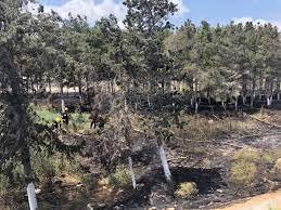 Bakıda ağaclıqda baş verən yanğın söndürüldü