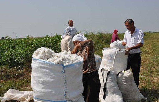 Azərbaycanda pambığın alış qiyməti artırıldı