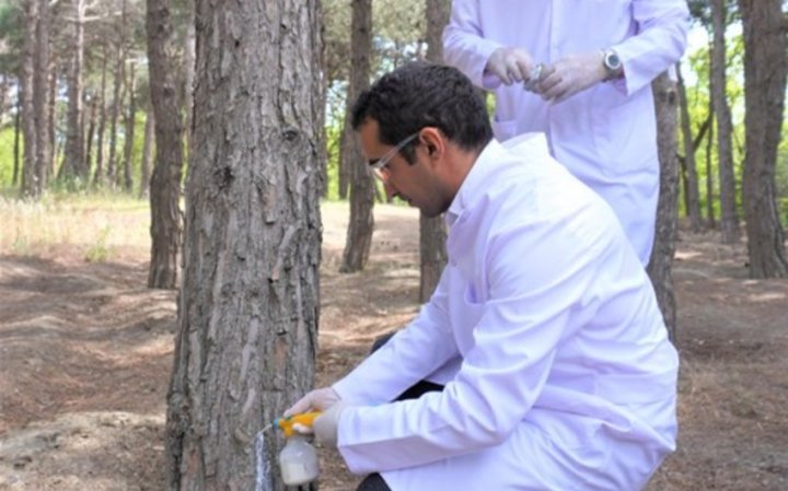 Bakıda şam ağaclarının müalicəsi aparılır -