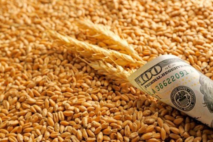 Taxıl böhranı Azərbaycana da təsir edəcək –