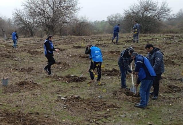 Zəngilanda ağacəkmə tədbiri keçirilib