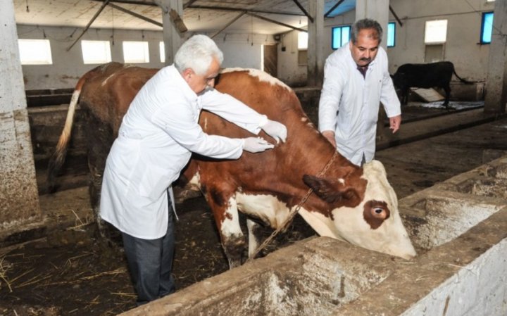 Azərbaycanda baytarlıq arayışının alınması ilə bağlı dövlət rüsumu ləğv edilib