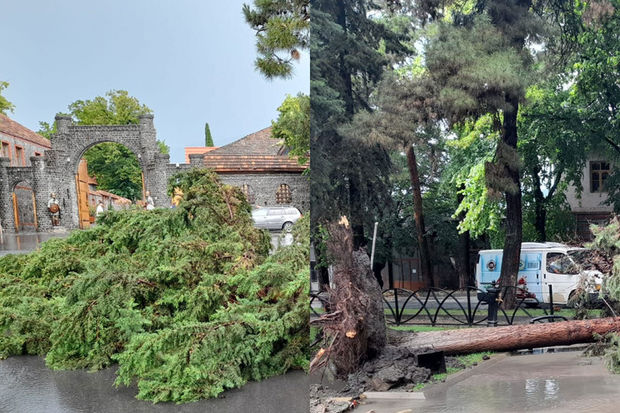 Qaxda güclü külək istirahət parkında ağacları aşırdı