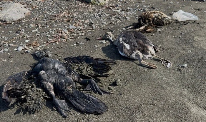 Lənkəranda köçəri quşlar kütləvi şəkildə tələf olur -