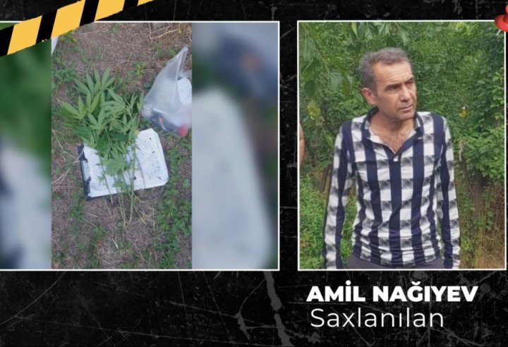 Ağsuda çətənə kolu yetişdirən şəxs həbs olundu